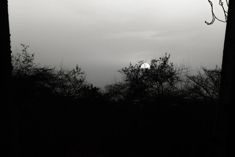 the silhouette of trees in front of a cloudy sky