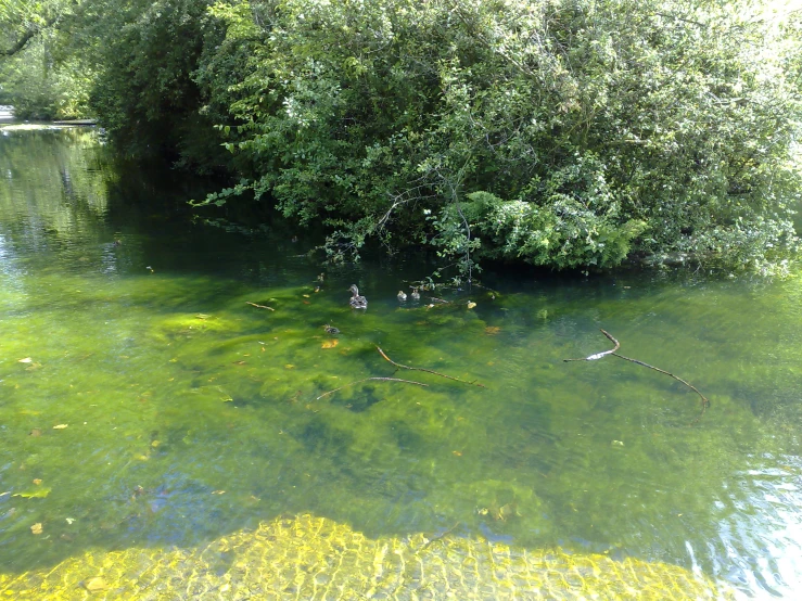 a pond that is green and full of algae