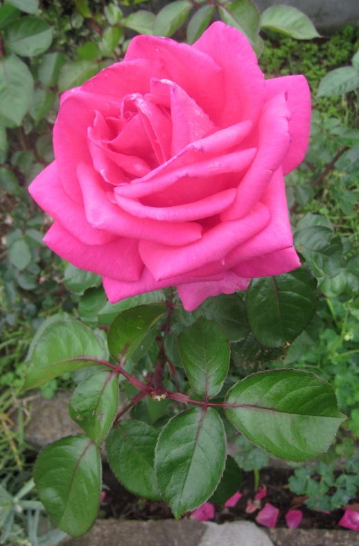 a closeup of a rose that is growing in the bushes