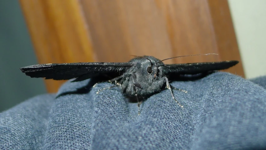 the black and grey moth is resting on a persons lap