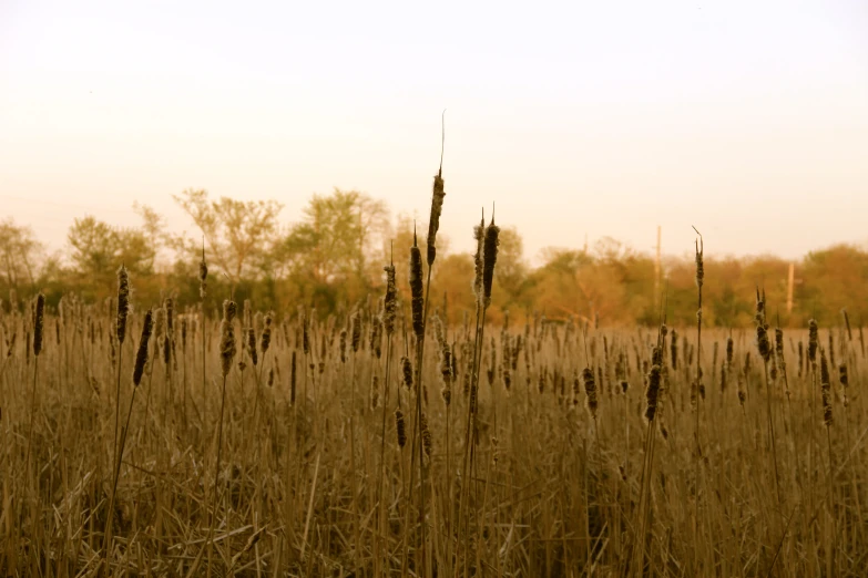some very tall dry grass in a field