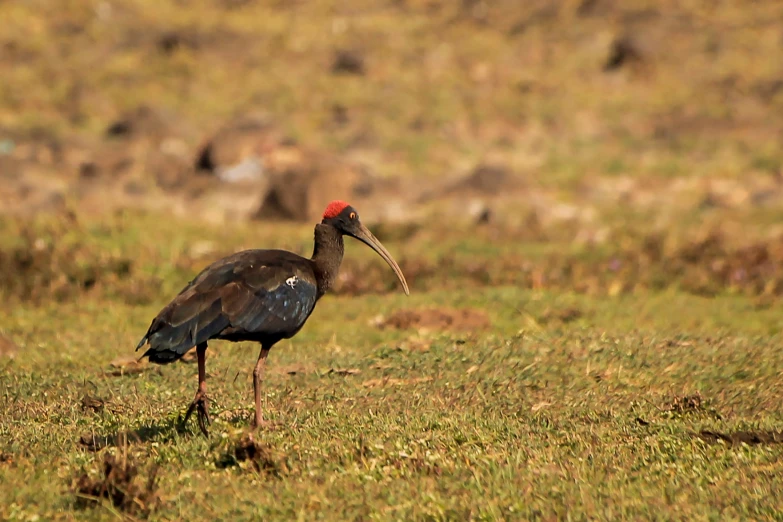 a bird with a long beak stands on the grass