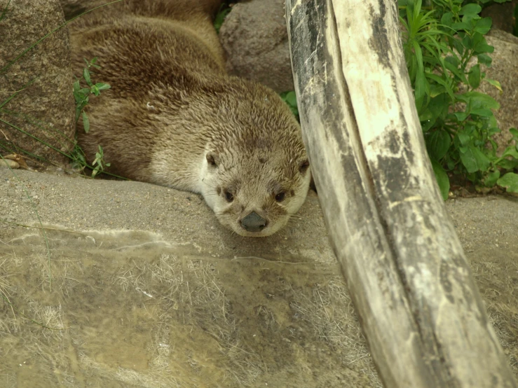 a couple of otters sleeping on some rocks