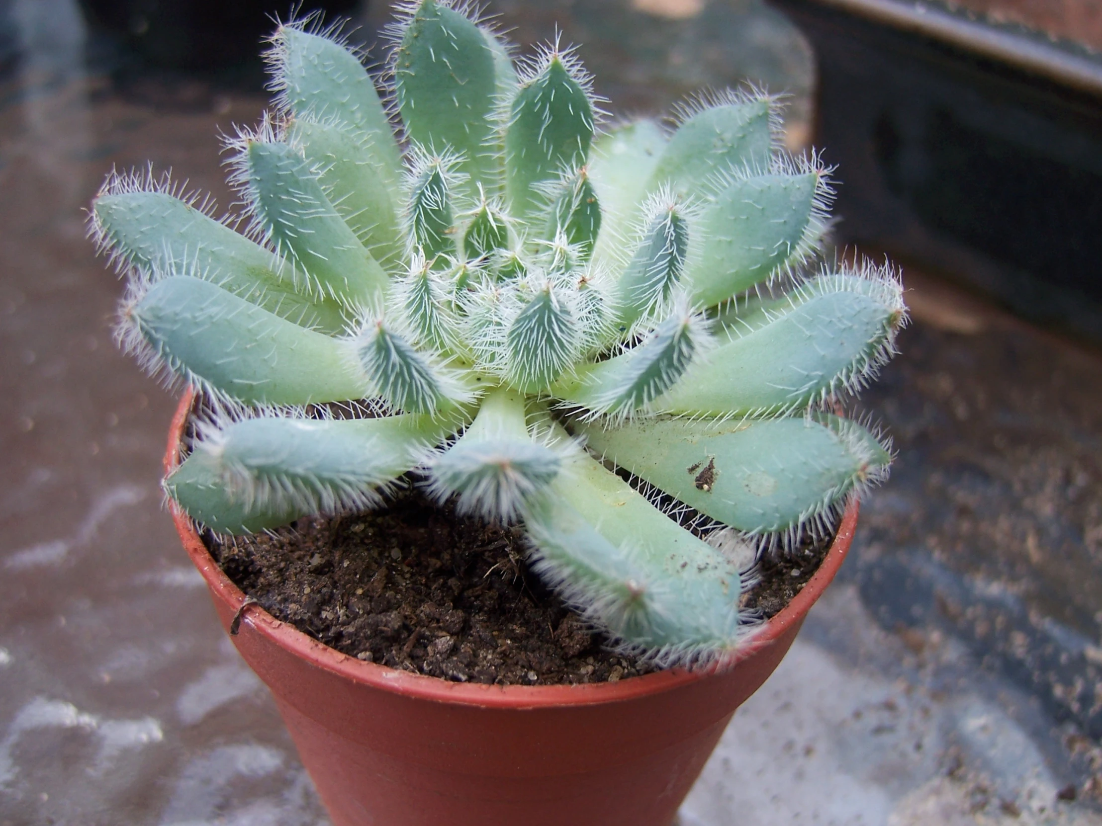 a small cactus is in a pot with dirt