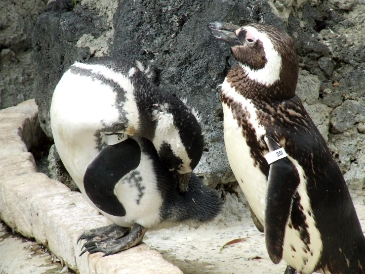 two penguins touching each other in a zoo habitat