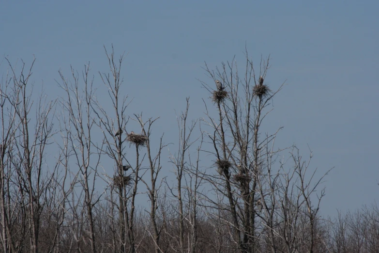 some birds nest in trees as the sky is blue