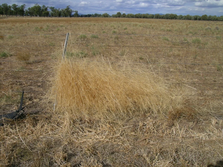 a field with tall dry grass, and a barbed wire fence