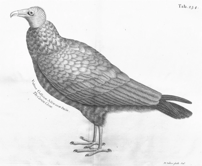 an ink drawing of a bird with a long, thin beak