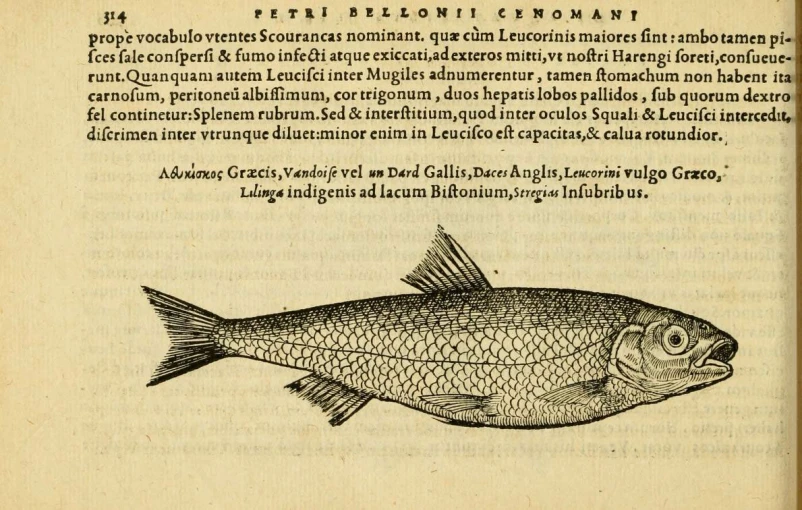 fish in an old book with the title text