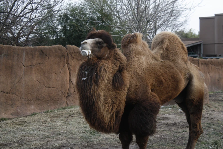 a brown and white camel standing next to a stone wall