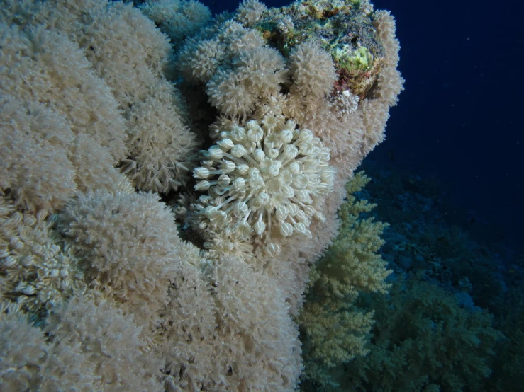 a close up of an ocean coral with green algaes
