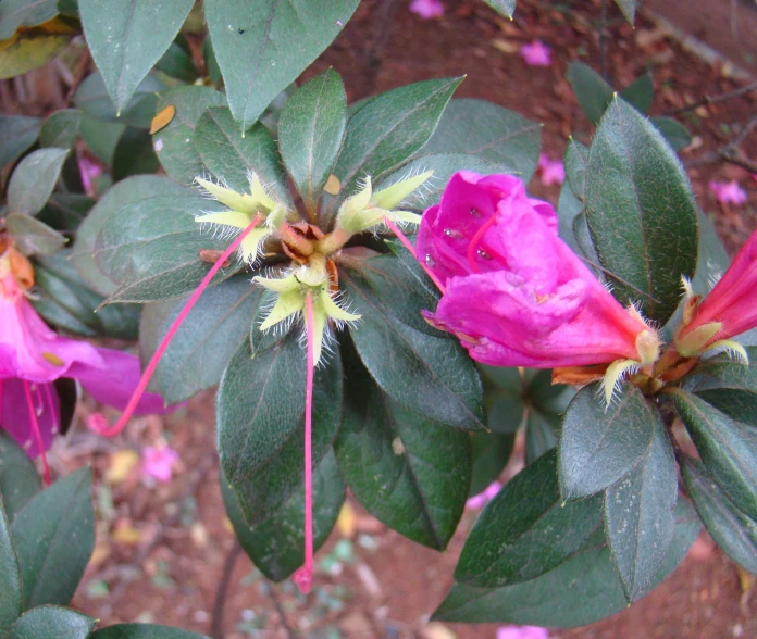 purple flowers and leaves are growing in the ground