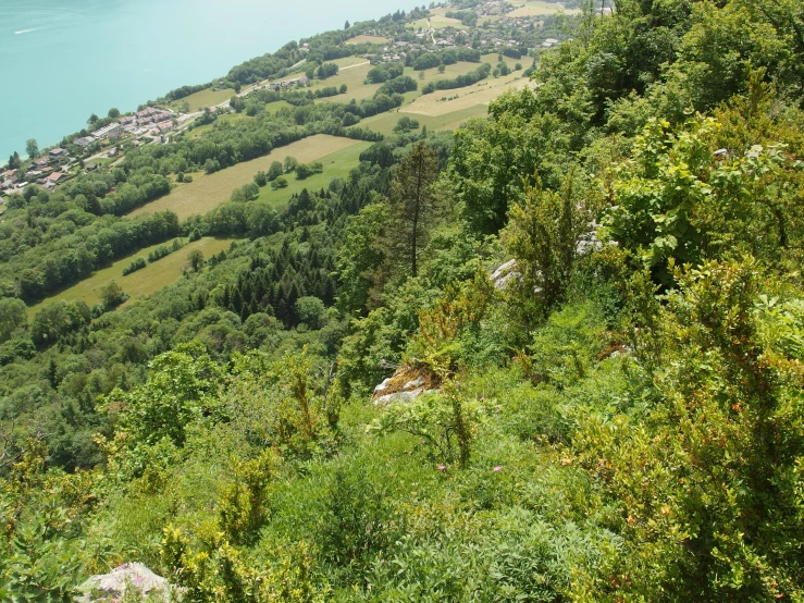 a view of a lake surrounded by trees and shrubs