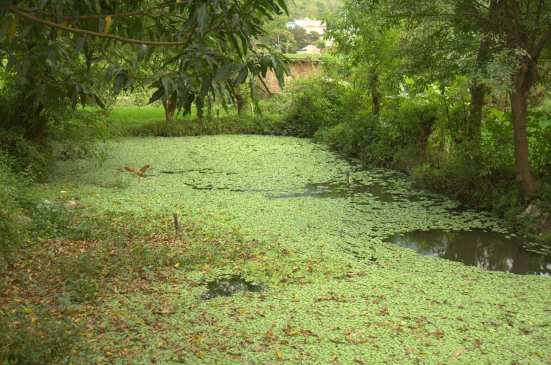 a small stream running through a wooded area