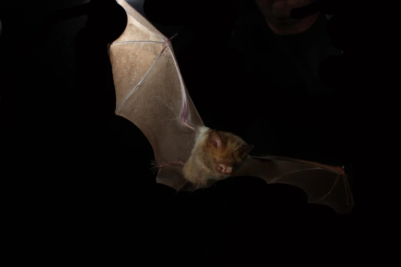 a bat in the dark with a man sitting beside it