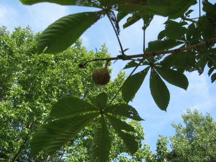 some fruit hanging from the nches of trees