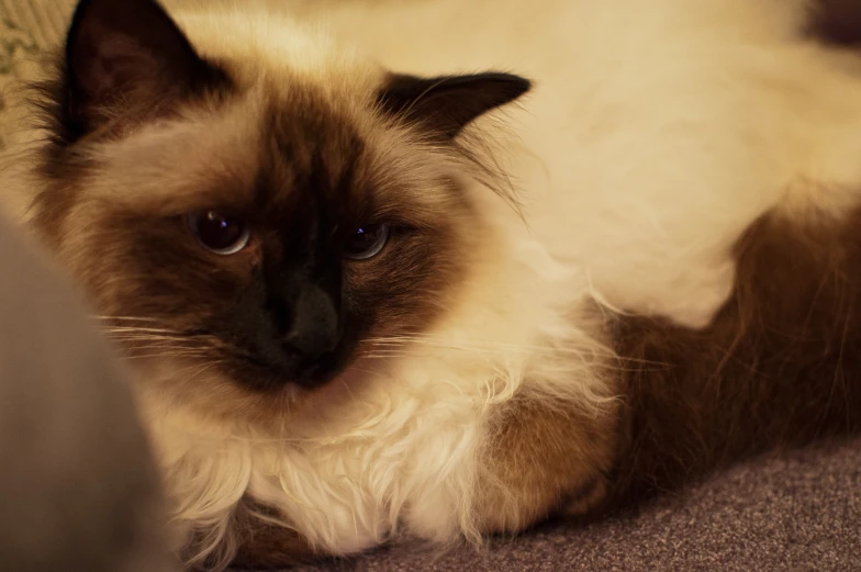 a cat laying on the ground on top of carpet