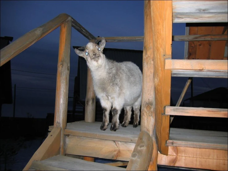 the animal is standing in a cage next to a wooden staircase