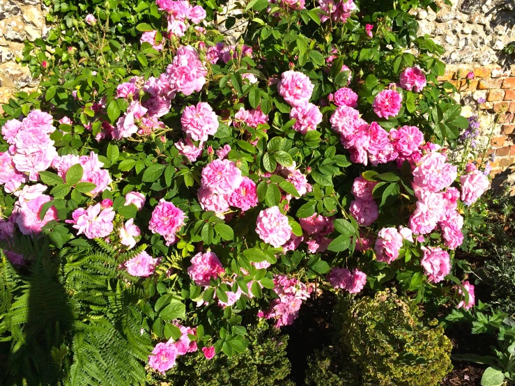 the very pretty pink flowers are blooming in the pot