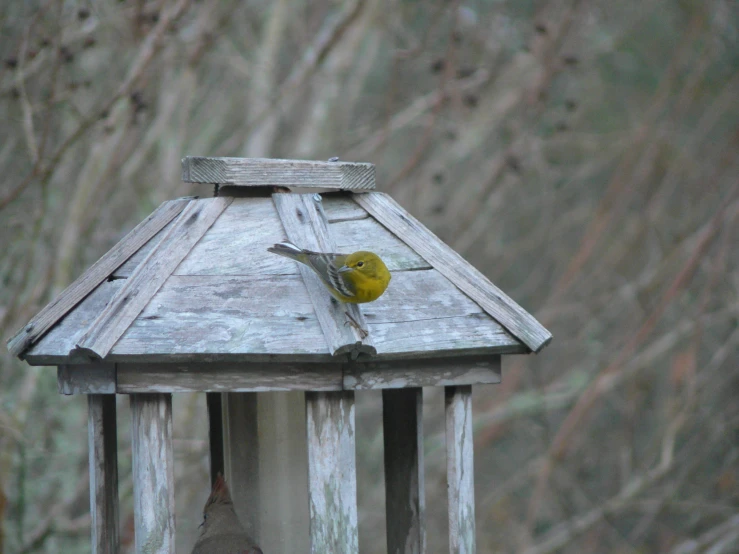 yellow bird on a bird feeder in a wooded area