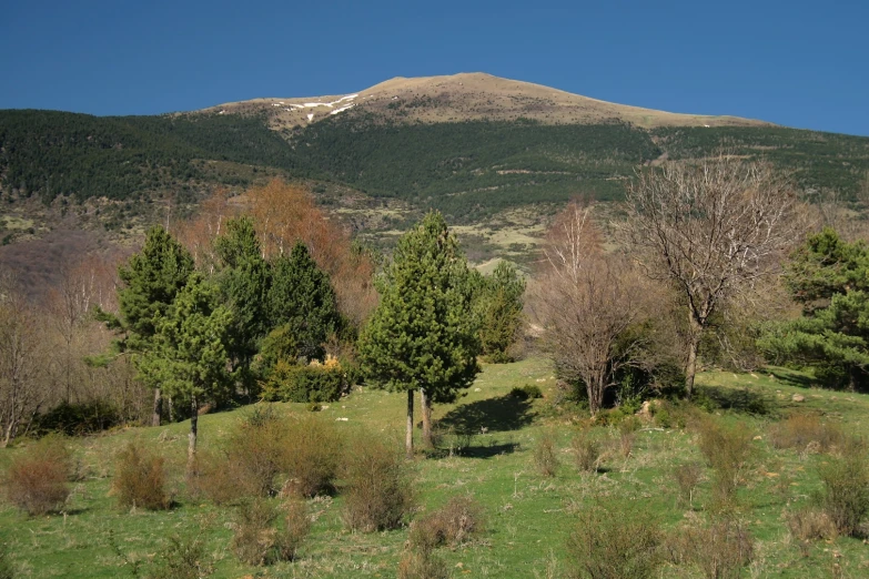 trees and grass in a field next to mountains