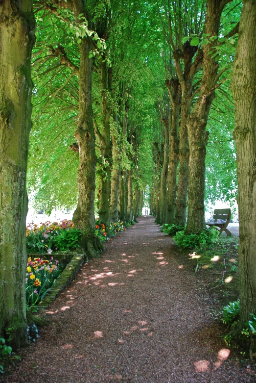 many trees lining the walkway in a park