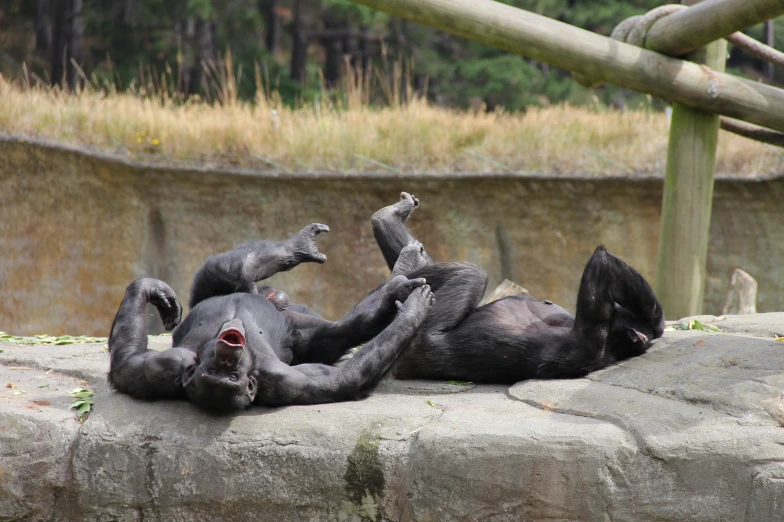 a large black animal rolling around on it's back