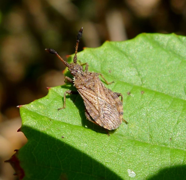 a bug sitting on top of a green leaf