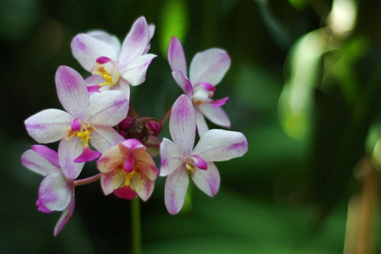 three pretty pink flowers that are close together