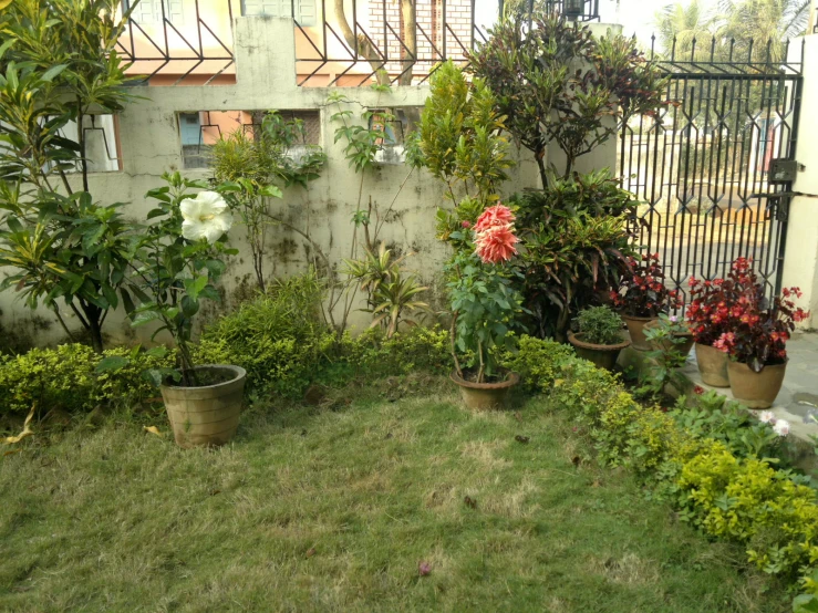 pots are in a garden with flowers on the ground