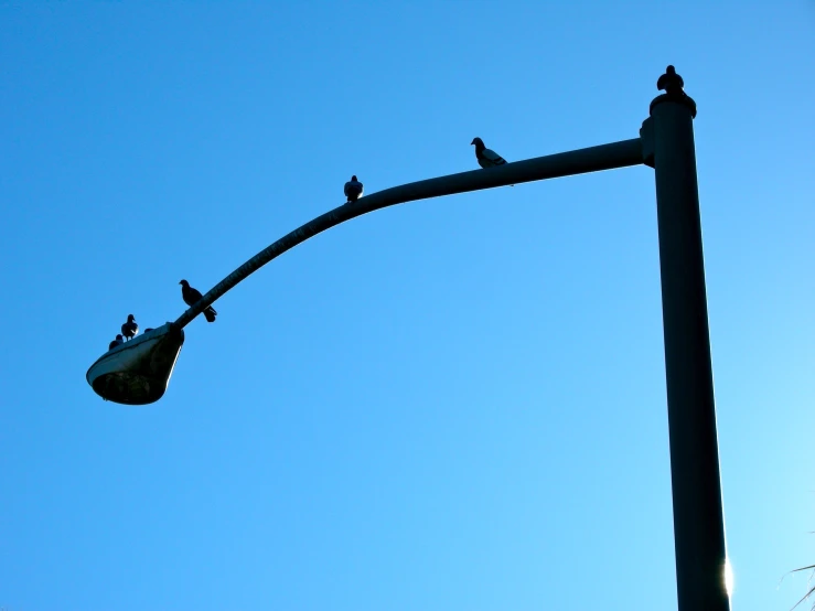 a traffic light and two birds sitting on it's top