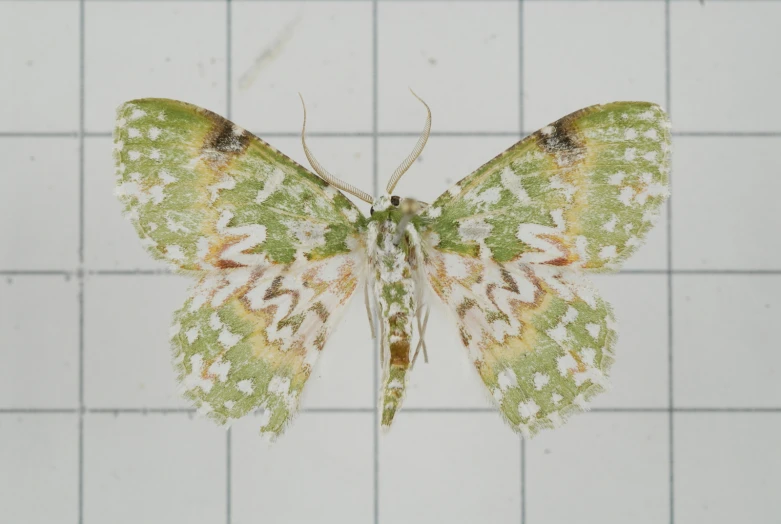 a green and brown moth sitting on top of a white tiled wall