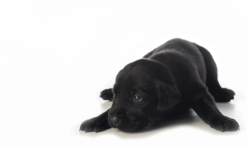 a small dog laying down looking intently at soing