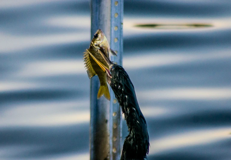 a fish caught on the end of a post