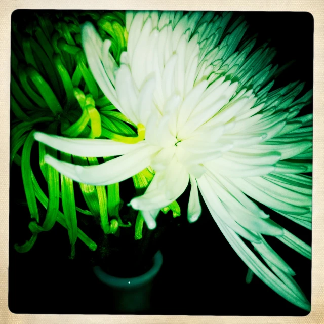 a large white flower is shown next to green leaves