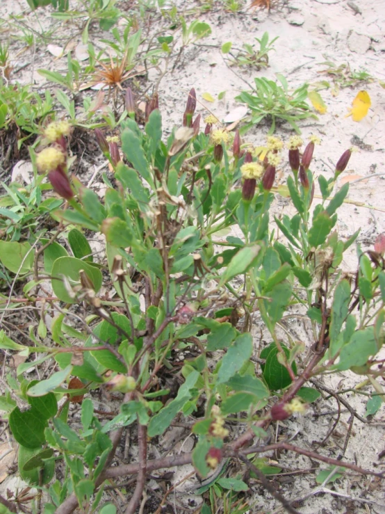 flowers are growing in the dirt near the sand