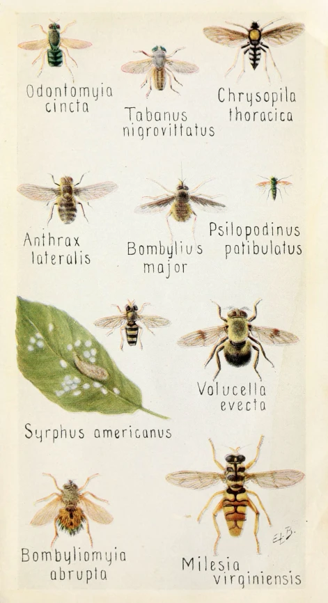 various species of insects displayed on an old fashioned poster