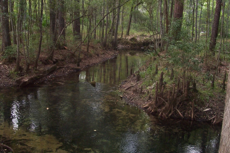 a river is flowing between two trees in the woods