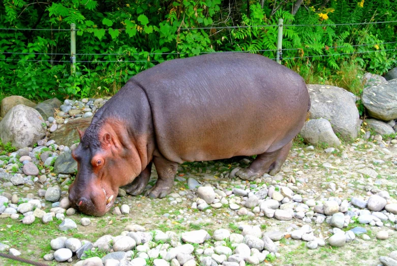 a hippo in the middle of an area with rocks and bushes