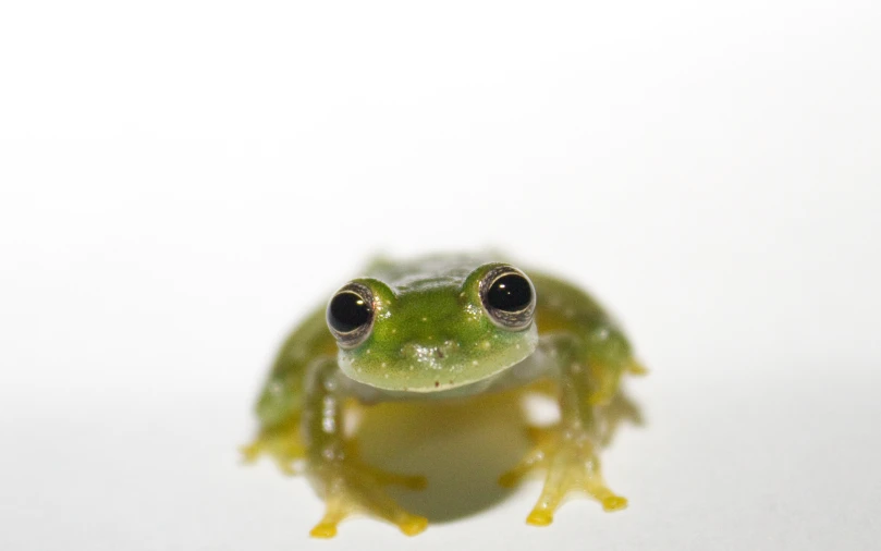 a frog looking at the camera with an onlooker behind it