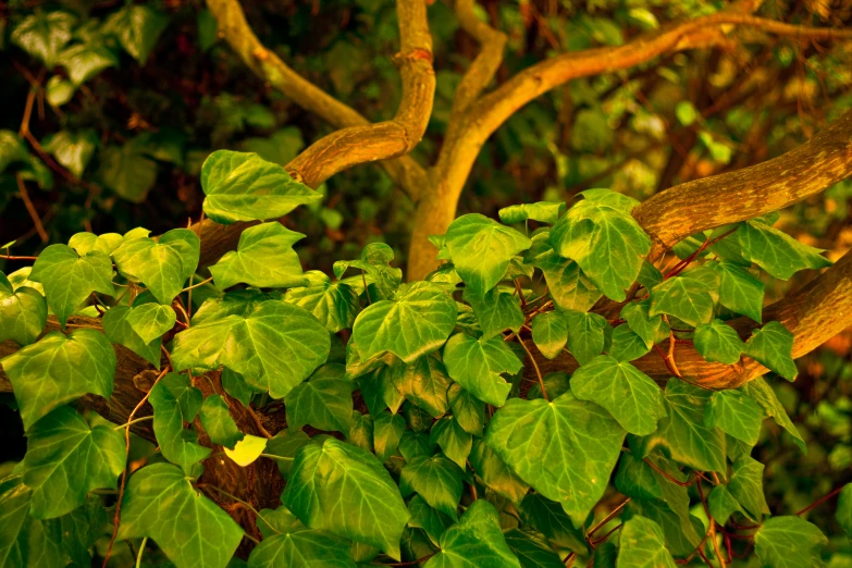 tree leaves and nches with a yellow fire hydrant in the background