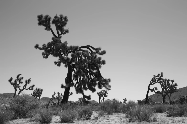 black and white po of a cactus in the desert