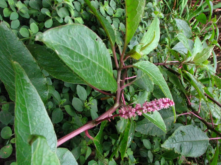 a purple flower is blooming on the leaves of trees