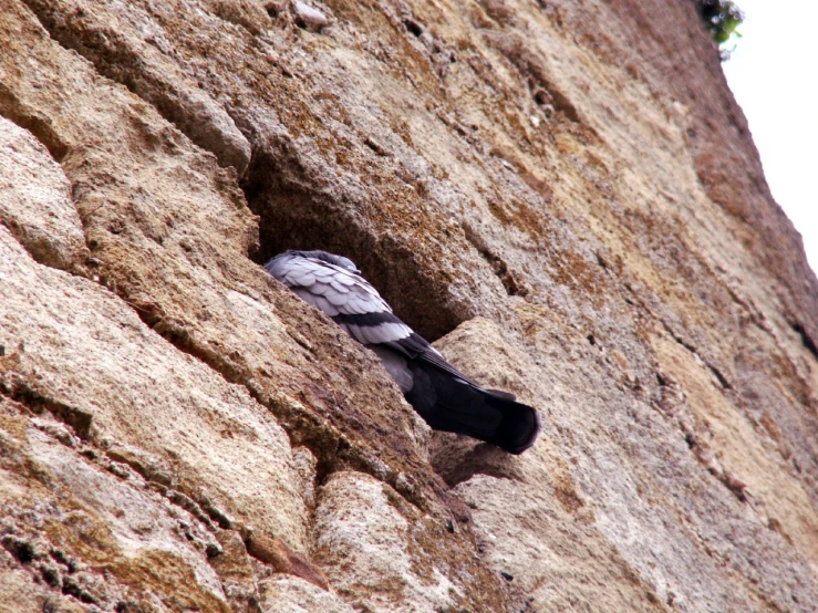 a small bird sitting in a  in the rocks