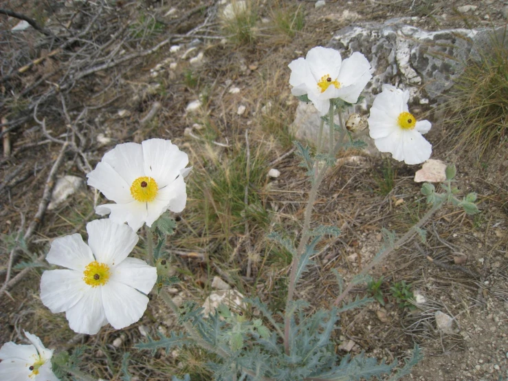 white flowers on an arid ground in the sun