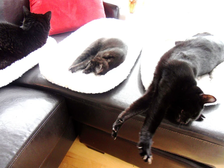 three black cats on top of towels on a table