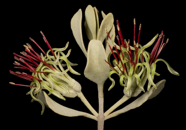 a flower that has white flowers and purple stems