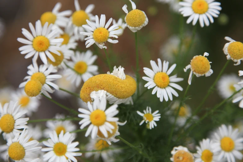 daisies are growing out of the ground in a garden
