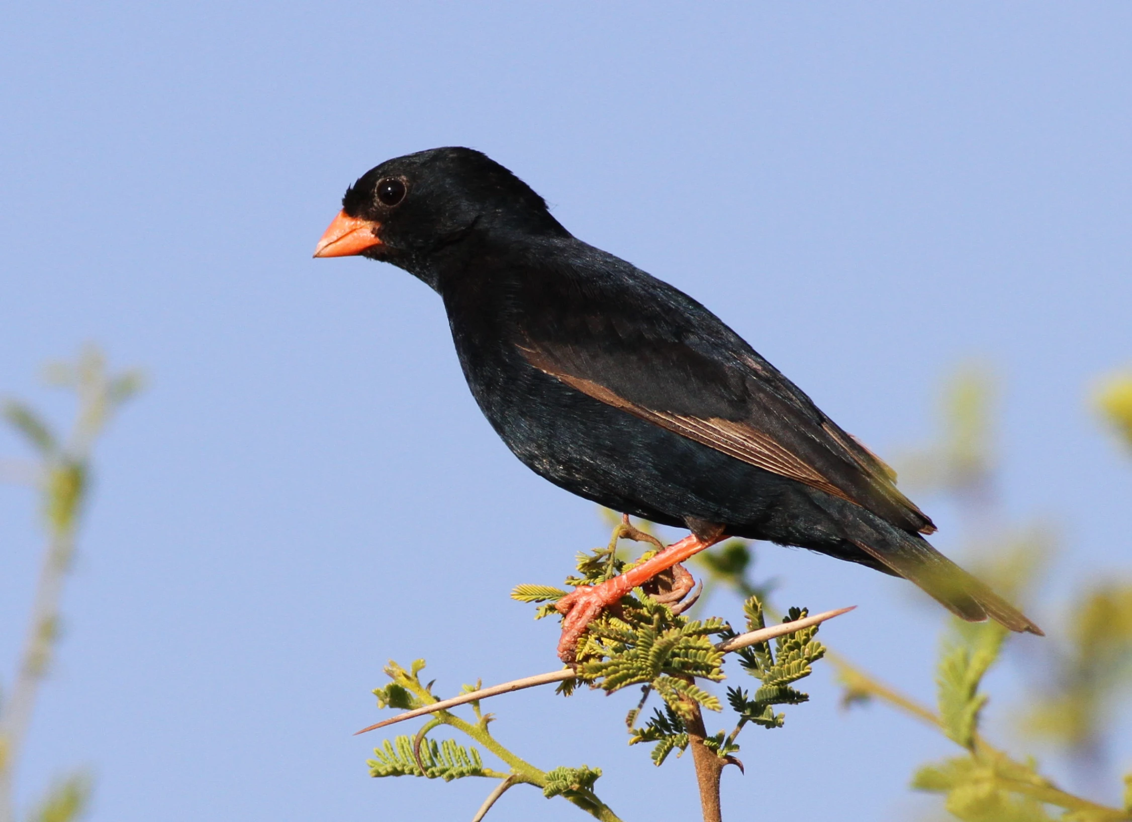 black bird sitting on nch of tree looking around