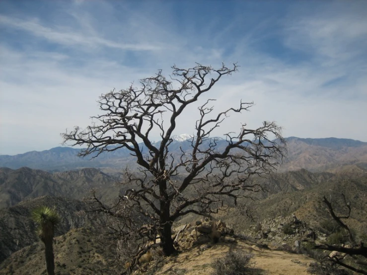 a dry tree stands in the middle of the desert